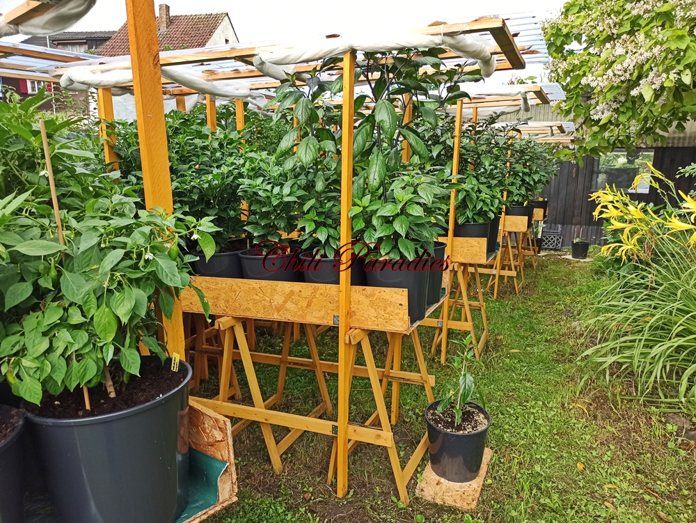 Chili Paradies Chili Garten Eröffnung und Einweihung
