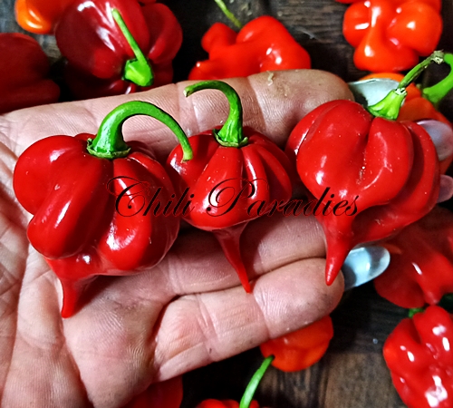 1000 x schärfer als eine Peperoni ❂ Samen Habanero Red Chilli Zwerg-Bäumchen 